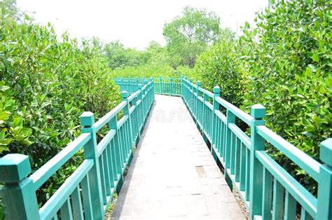 El Bosque de Manglares de Pantai Indah Kapuk: Una Joya Escondida de Naturaleza y Aventura en Jakarta