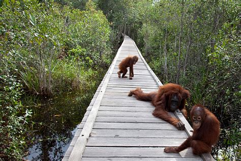  El Parque Nacional Tanjung Puting: Una aventura salvaje en el corazón de Borneo