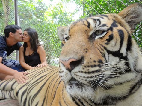  El Santuario de los Tigres de Chiang Mai: ¡Un encuentro mágico con la majestuosidad felina!