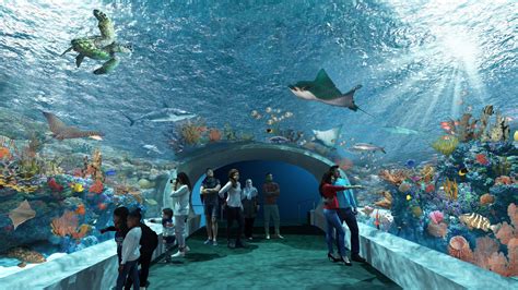 ¿Preparado para una aventura submarina en el Acuario Shedd de Chicago?