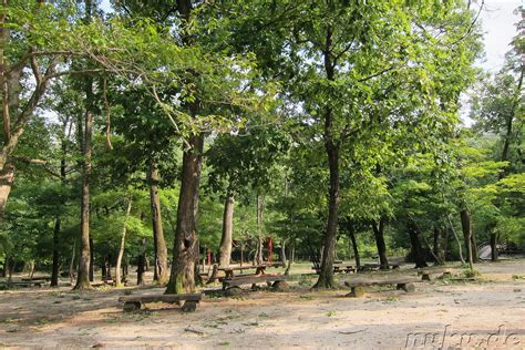 ¡El Parque Nacional de Gwangneung: Un Oasis de Paz y Belleza Natural en Corea del Sur!